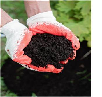 Premium Cow Dung Manure