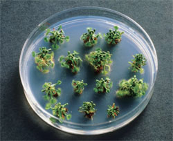 PLANT TISSUE CULTURE